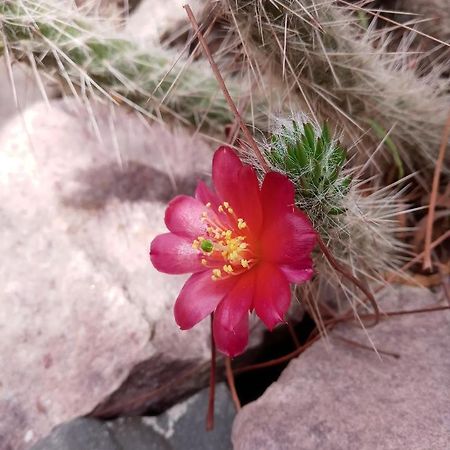 Cabana Flor De Cardon-Juella. エクステリア 写真