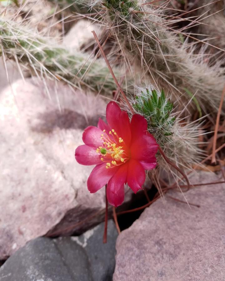 Cabana Flor De Cardon-Juella. エクステリア 写真