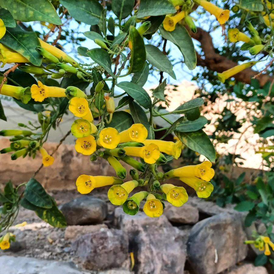 Cabana Flor De Cardon-Juella. エクステリア 写真